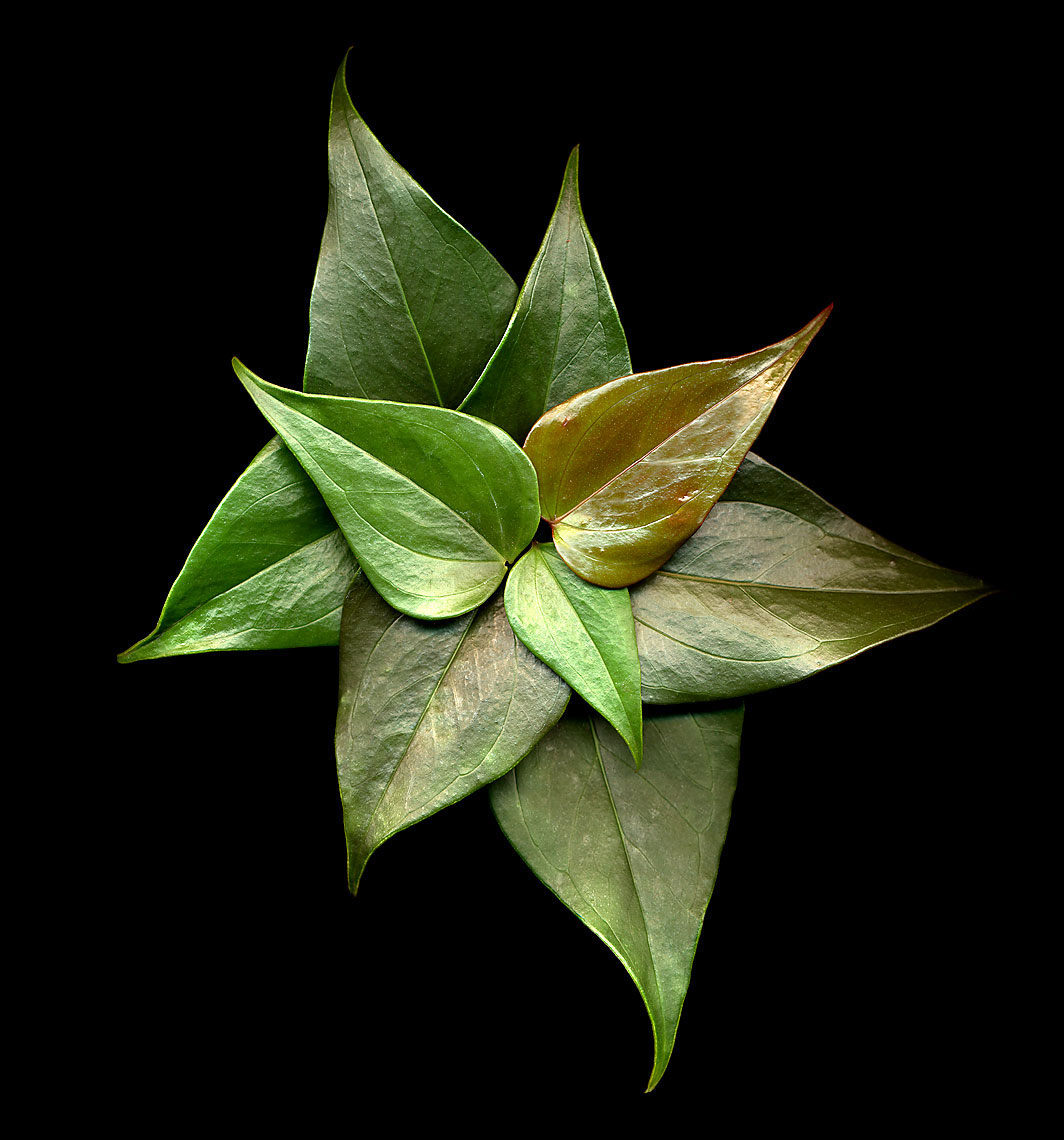 Leaf-1RT